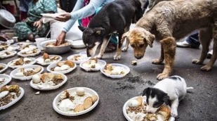 Perros en centro de acopio