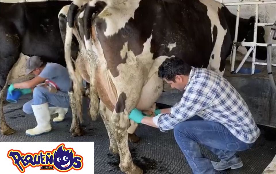 Aldo Franco en cuarentena, ordeña vacas en el rancho