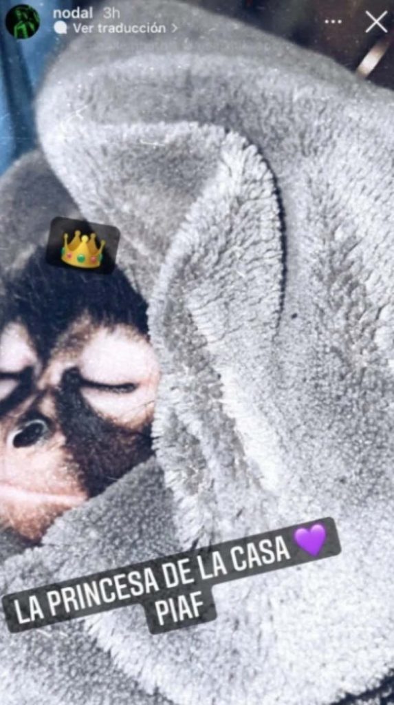 Nodal es denunciado ante la PROFEPA por tener un mono araña de mascota 0