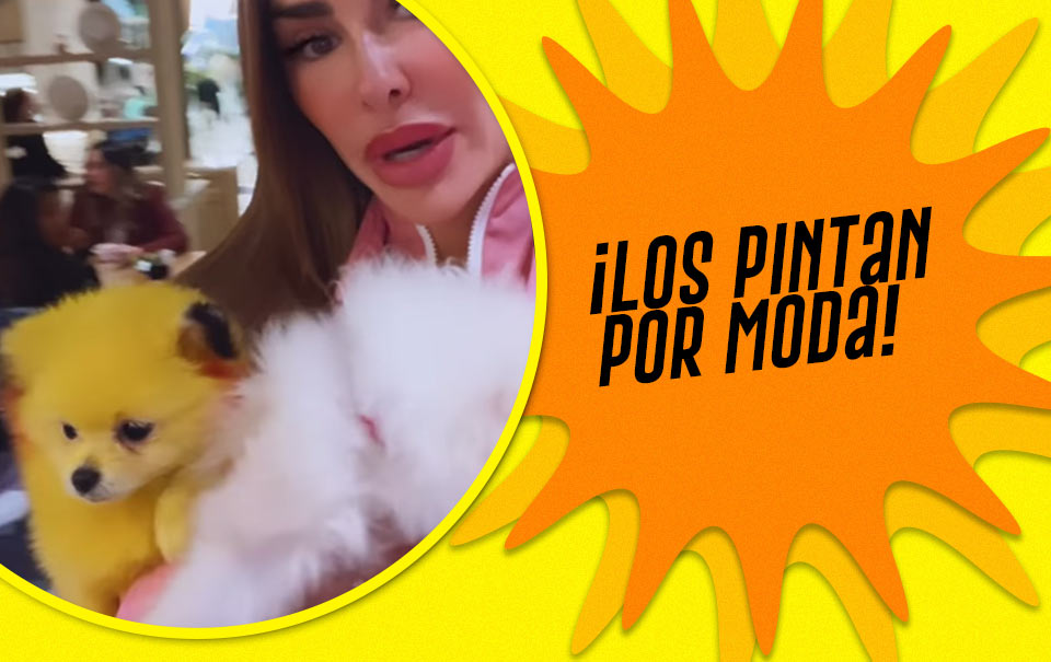 Ninel Conde presume perro pintado como pollito; la denuncian por maltrato animal