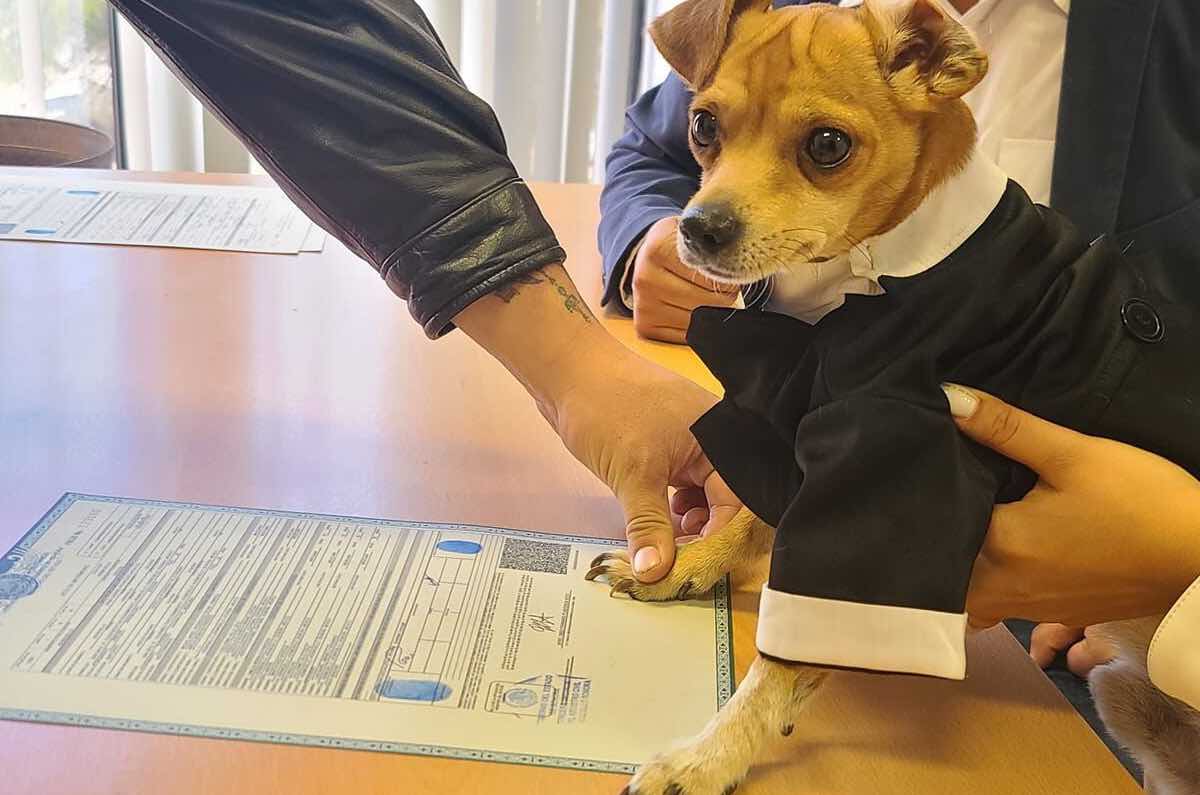 Perrito, boda