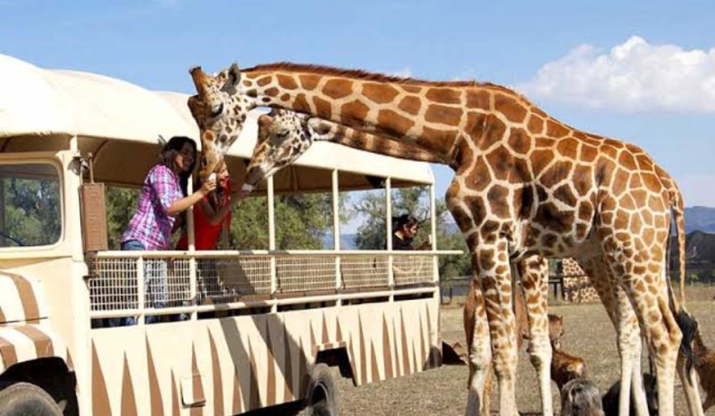 africam safari