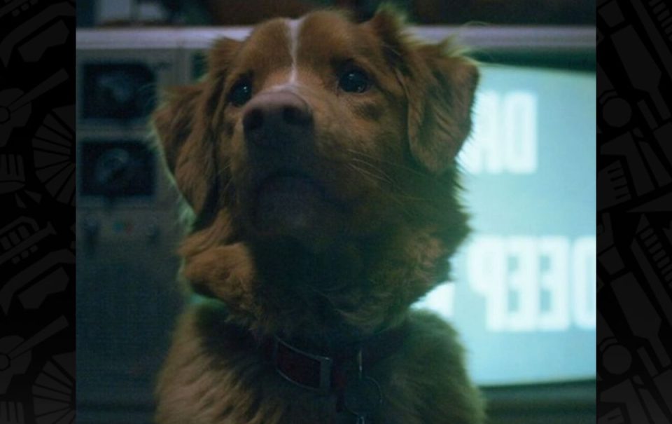 ¿El perro de Good Boy muere? Estreno, trama y trailer de la película de terror